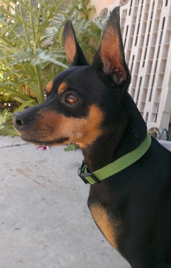 Close Up upper body shot - Buddy the ChiPin is wearing a green collar and sitting outside next to a tan plastic gate and breen weeds on a cement patio and looking forward